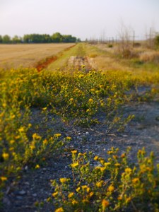 road out to a field